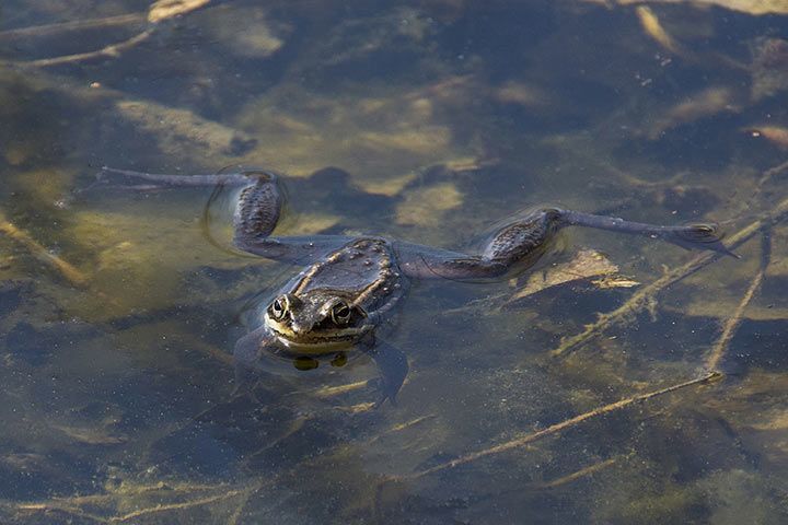 Waldfrosch