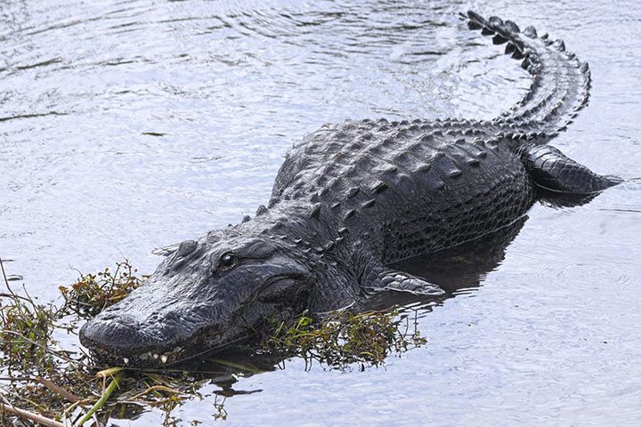 Alligator