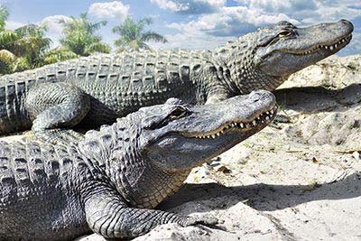 Krokodil oder Alligator?