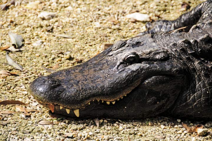 Alligator