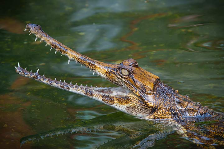 Gavial