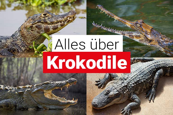 Alles über Krokodile