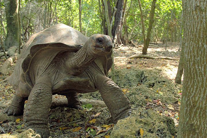 Aldabra-Riesenschildkröte