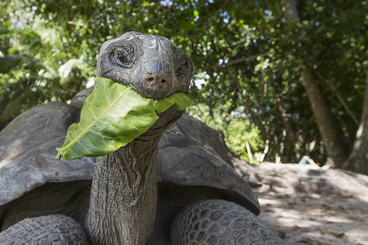 Aldabra-Riesenschildkröte