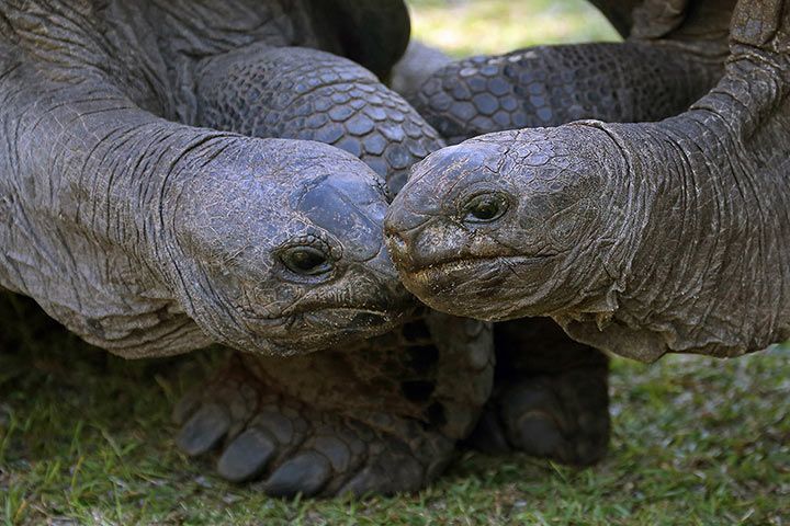 Aldabra-Riesenschildkröte