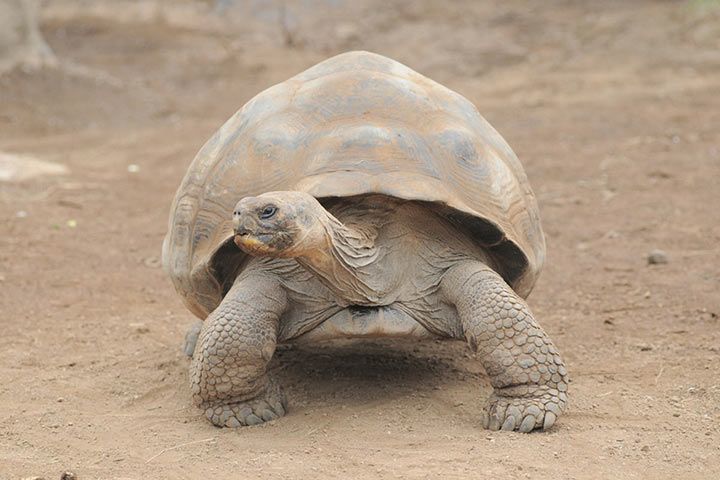 Aldabra-Riesenschildkröte