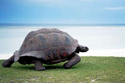 Verrückt: Auf dem Aldabra-Atoll leben mehr Riesenschildkröten als Menschen Verrückt: Auf dem Aldabra-Atoll leben mehr Riesenschildkröten als Menschen