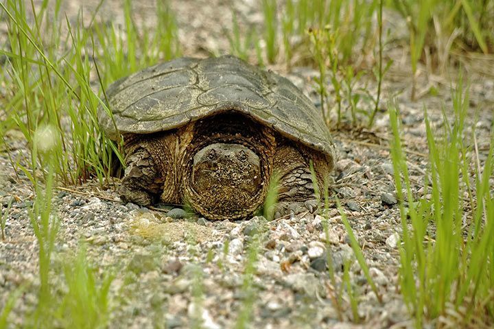 Alligatorschildkröte