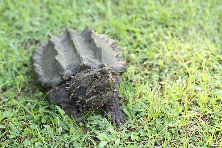 Alligatorschildkröte