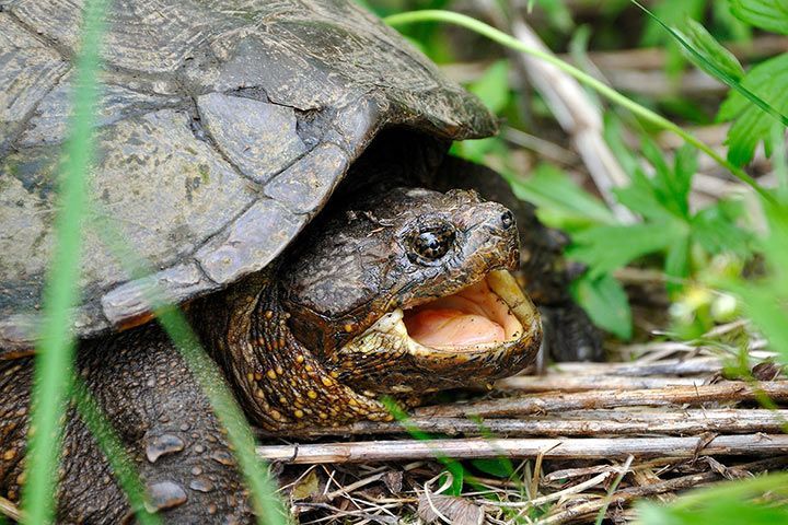 Alligatorschildkröte