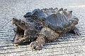 Die 5 schrägsten Schildkröten