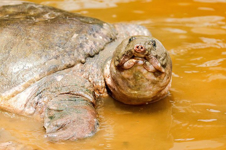 Cantors Riesen-Weichschildkröte