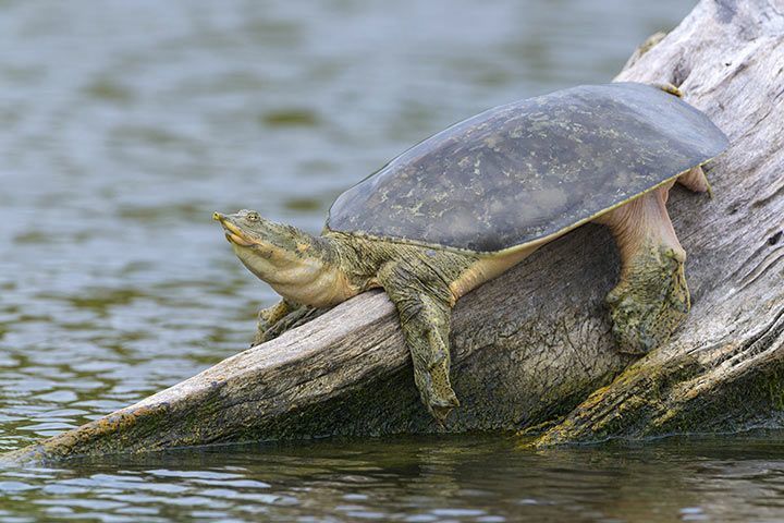 Dornrand-Weichschildkröte