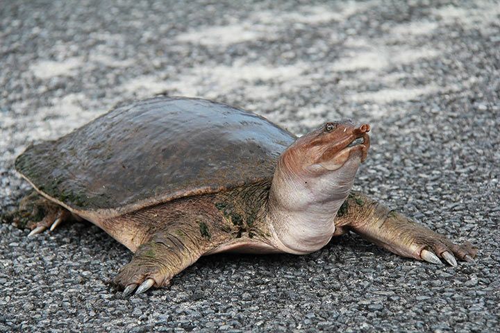 Dornrand-Weichschildkröte