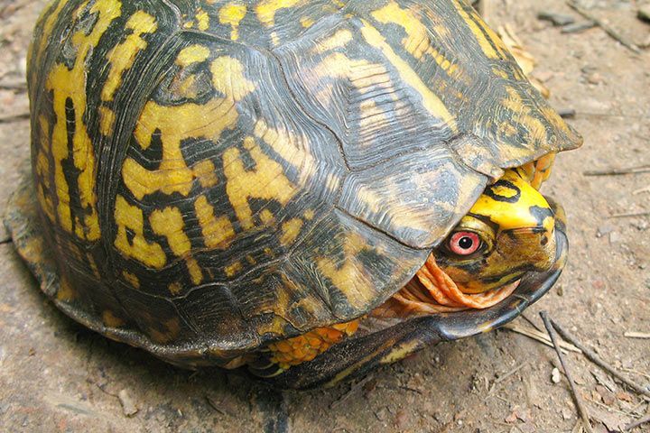 Dosenschildkröte