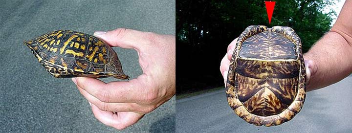 Dosenschildkröte