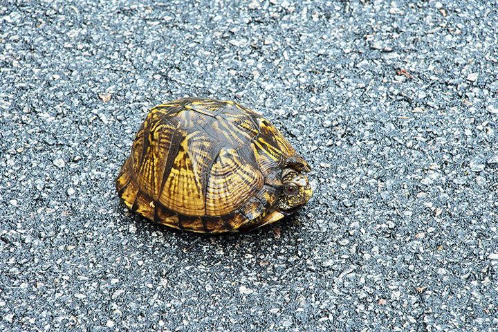 Dosenschildkröte