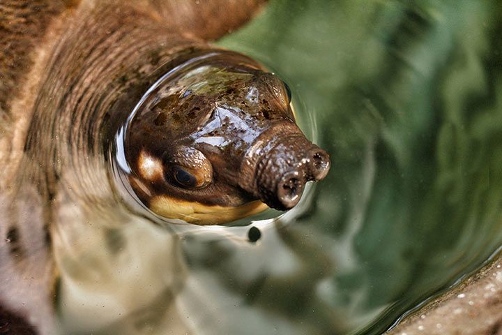 Florida-Weichschildkröte