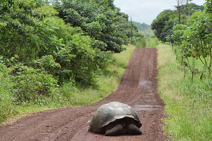 Galápagos-Riesenschildkröte