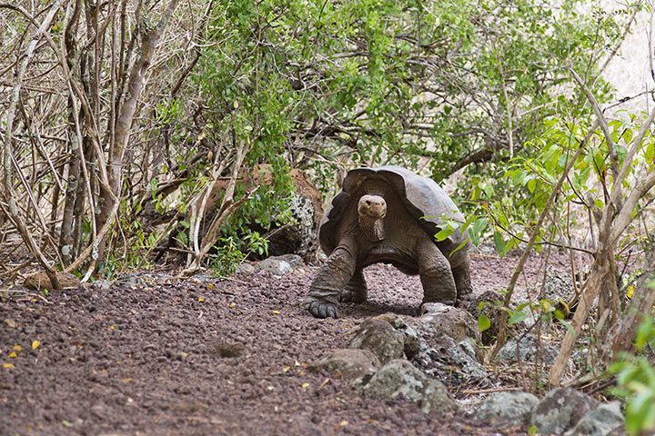 Galápagos-Riesenschildkröte