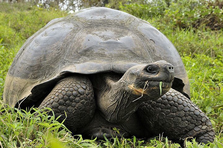 Galápagos-Riesenschildkröte