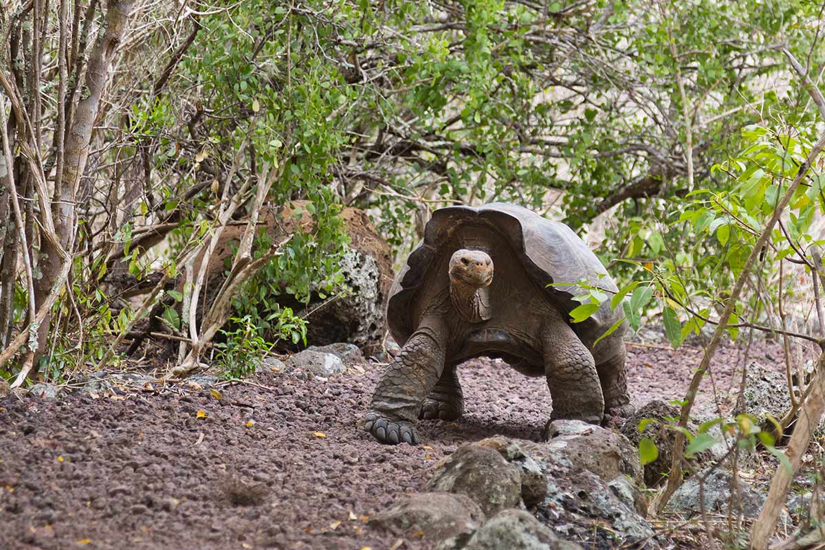 Galápagos-Riesenschildkröte