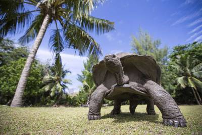 Die älteste lebende Schildkröte der Welt ist 190 Jahre alt geworden