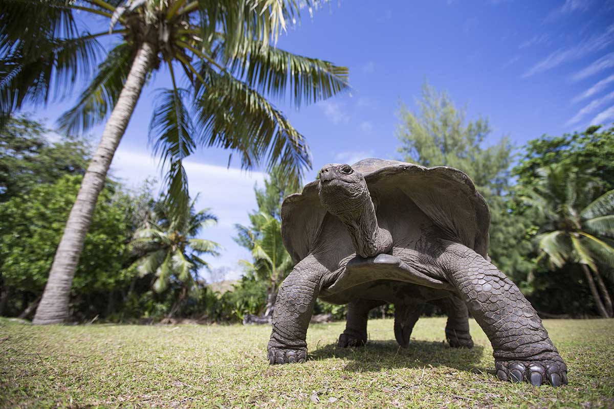 Aldabra-Riesenschildkröte