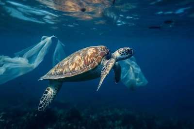 Gruene meeresschildkroete plastiktuete xl