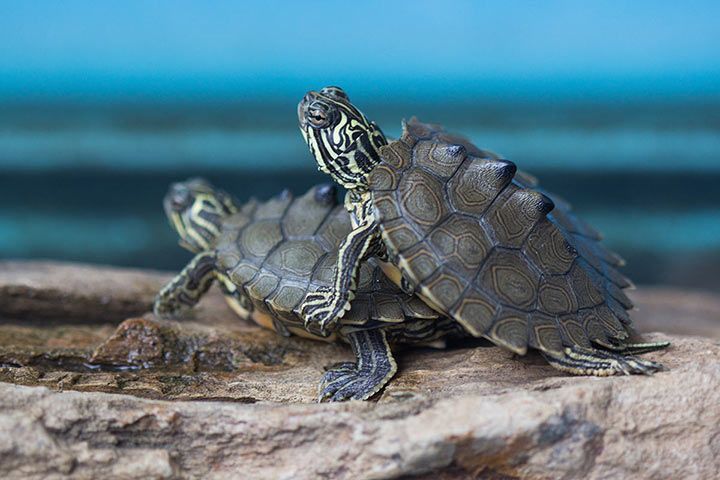 Höckerschildkröte