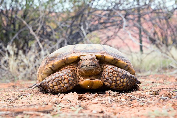 Kalifornische Gopherschildkröte