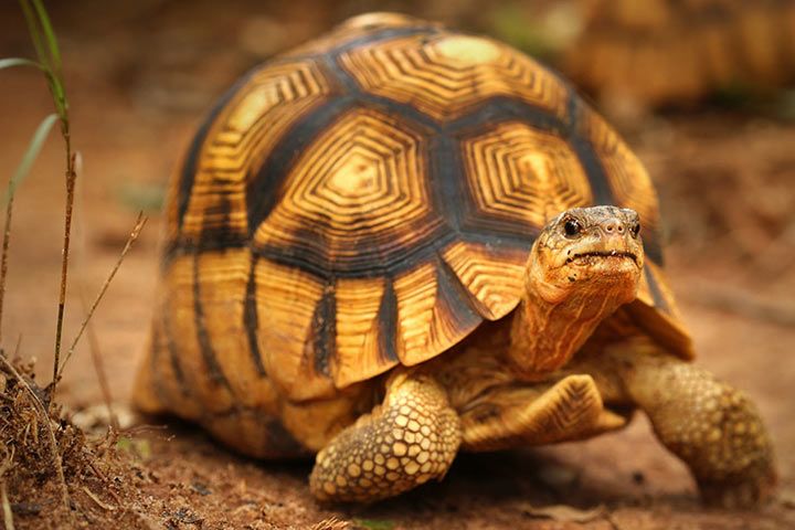 Madagassische Schnabelbrust-Schildkröte