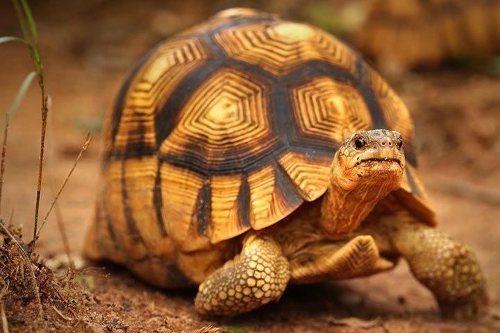 Madagassische Schnabelbrustschildkröte