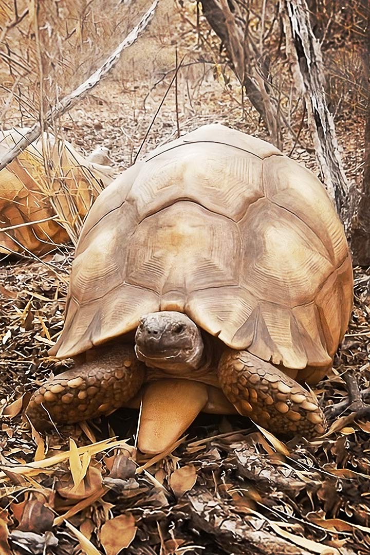 Madagassische Schnabelbrustschildkröte