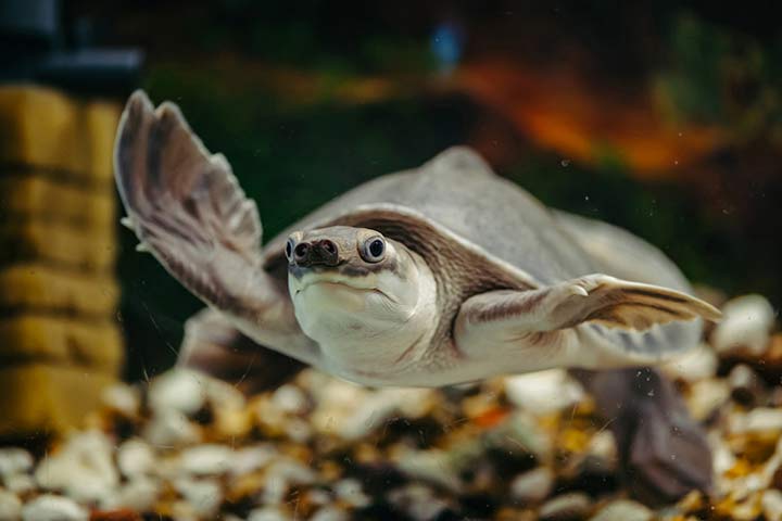 Papua-Weichschildkröte