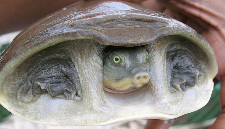 Vieraugenwasserschildkröte