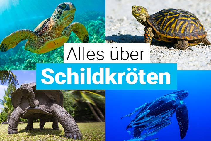 Alles über Schildkröten