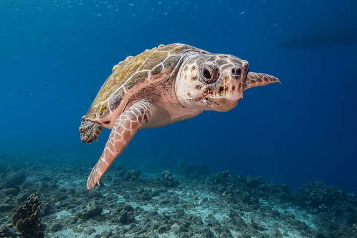 Unechte Karettschildkröte