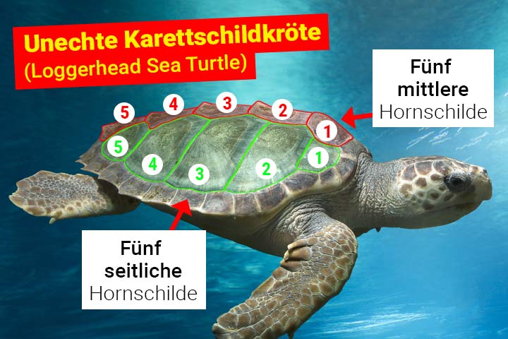 Unechte Karettschildkröte