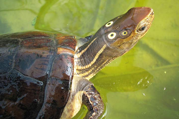 Vieraugenwasserschildkröte