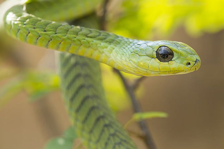 Boomslang