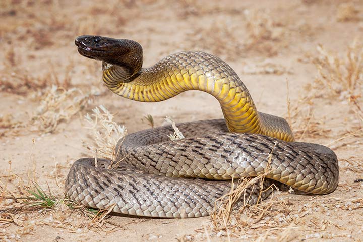 Inlandtaipan