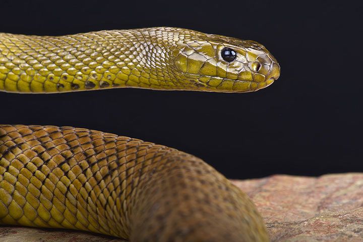 Inlandtaipan