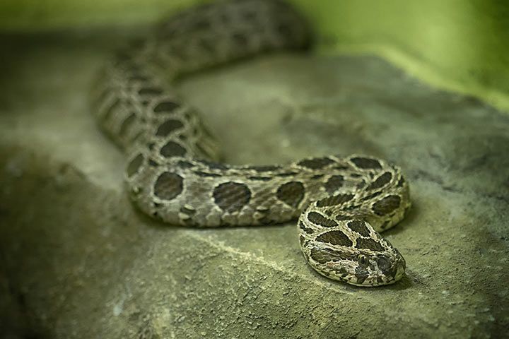 Kettenviper