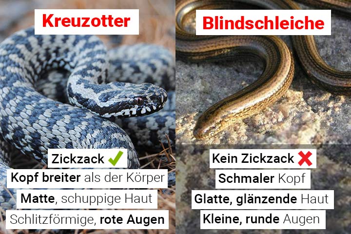 Kreuzotter