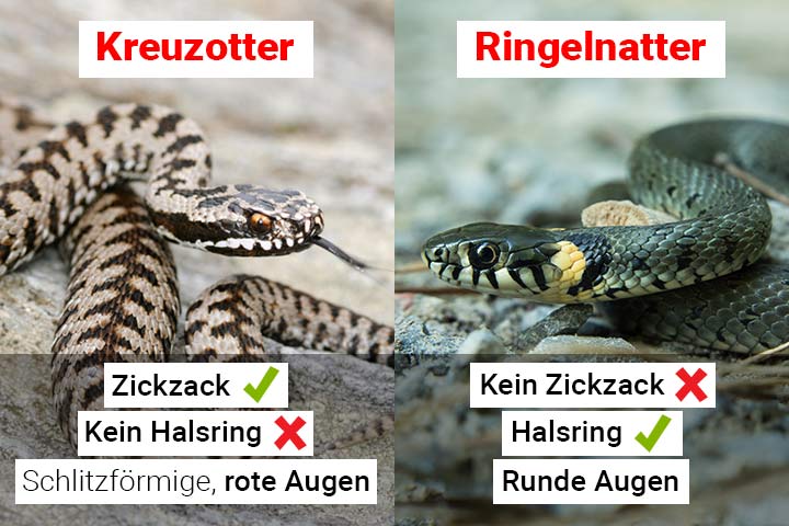 Kreuzotter