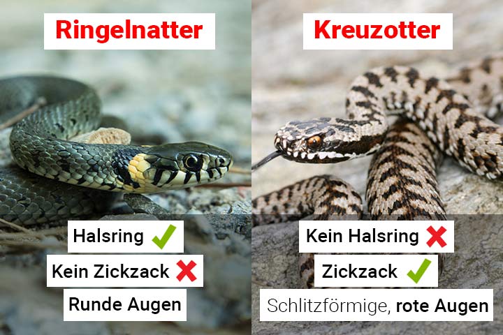 Ringelnatter Tier Steckbrief F r Kinder Schule Ringelnatter Tier Steckbrief F r Kinder Schule