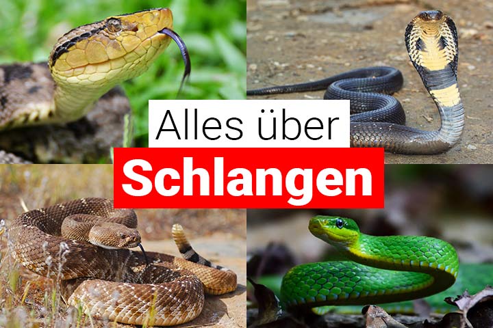 Alles über Schlangen