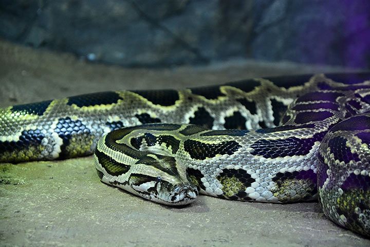 Tigerpython