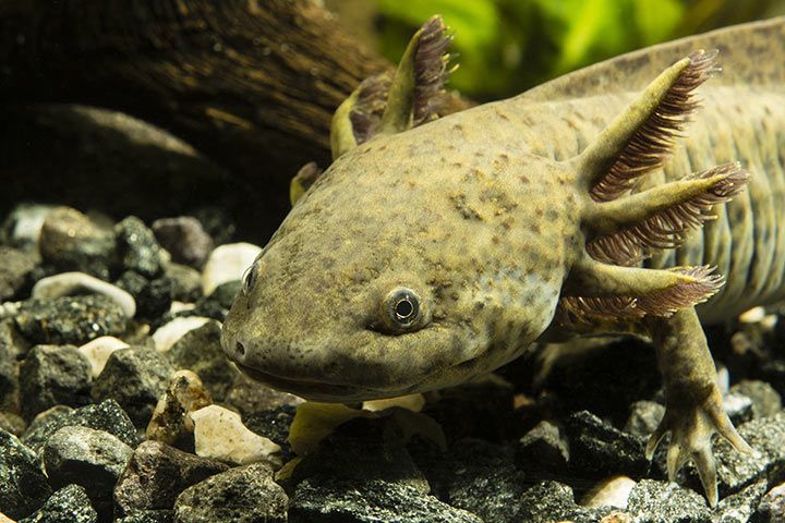 Axolotl